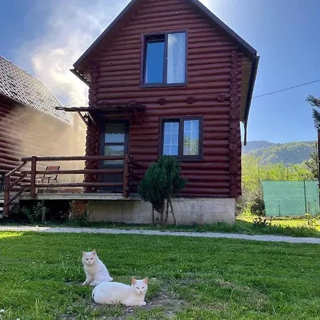 шовкова косиця 라키브